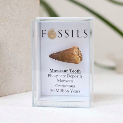 M2 Mosasaur Tooth Fossil