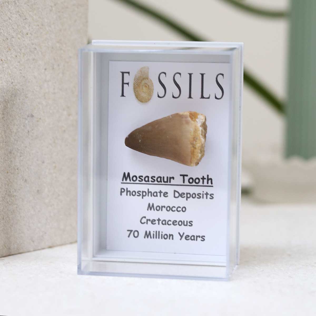Mosasaur Tooth Fossil
