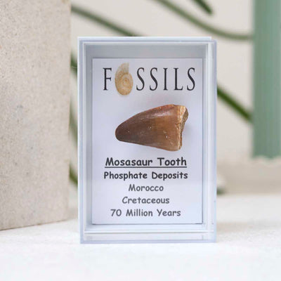 M2_Mosasaur Tooth Fossil_2