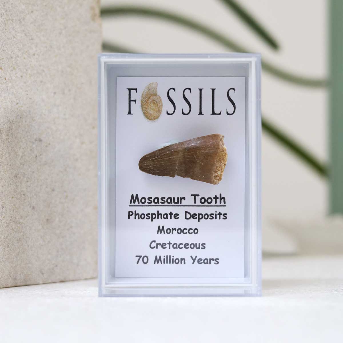 Mosasaur Tooth Fossil