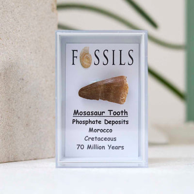 M2_Mosasaur Tooth Fossil_3