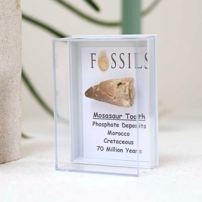 M2_Mosasaur Tooth Fossil_6