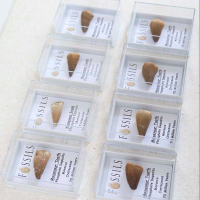 M2_Mosasaur Tooth Fossil_8