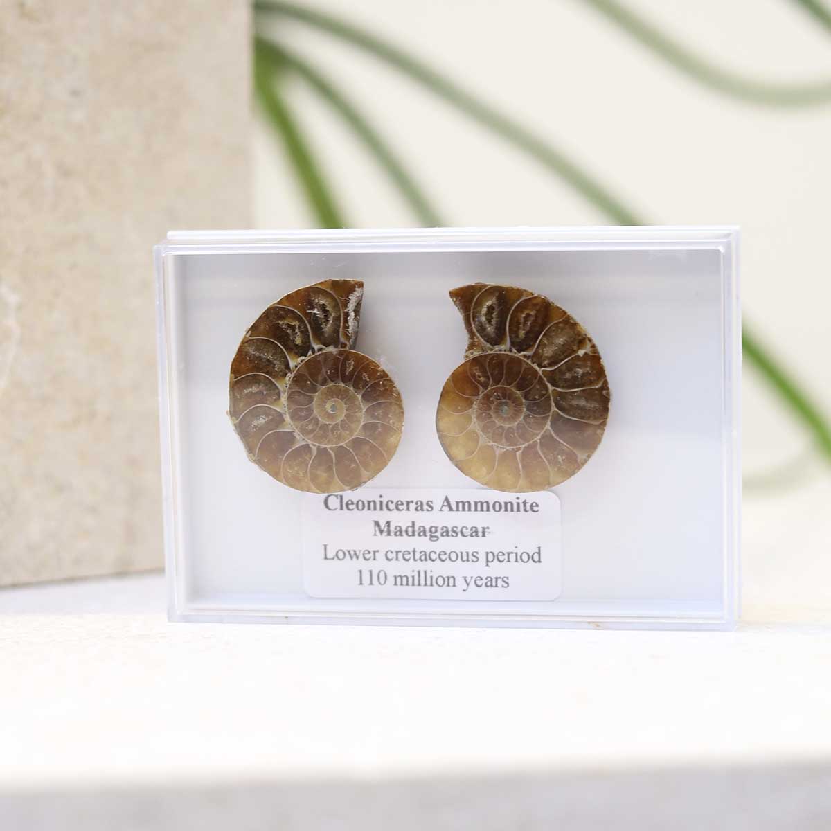 Cleoniceras Ammonite Fossil Pair
