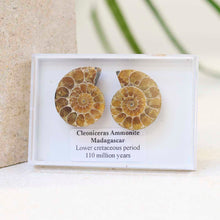 M3_Cleoniceras Ammonite Fossil Pair_7