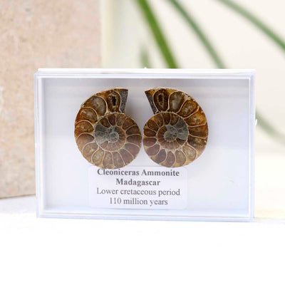 M3_Cleoniceras Ammonite Fossil Pair_11