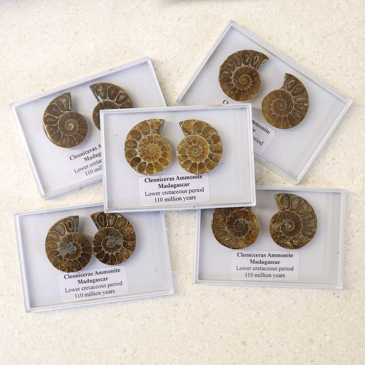 Cleoniceras Ammonite Fossil Pair
