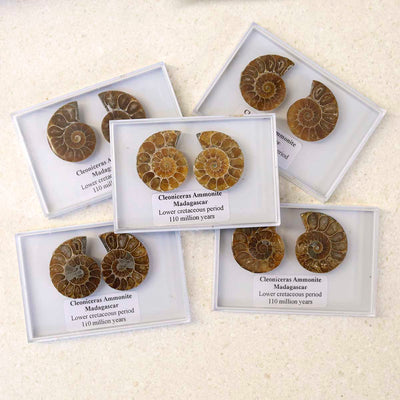 M3_Cleoniceras Ammonite Fossil Pair_1