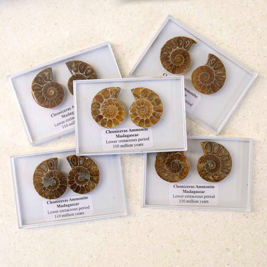 M3_Cleoniceras Ammonite Fossil Pair_1