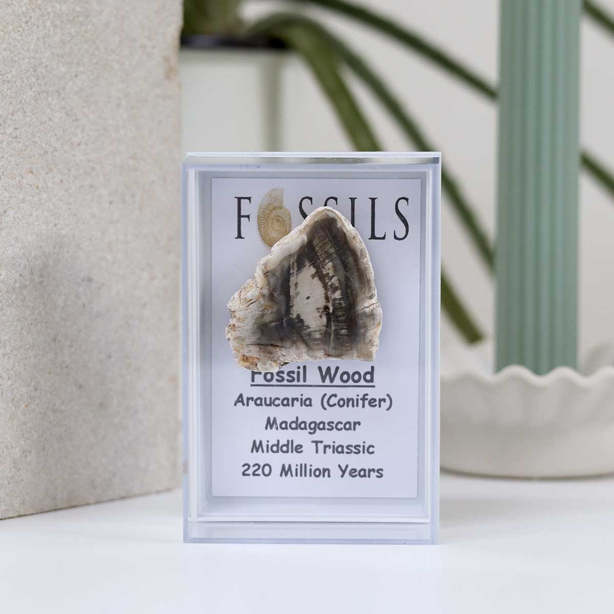 Fossil Wood Slice (Araucaria Conifer)