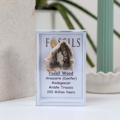 M4_Fossil Wood Slice (Araucaria Conifer)_2