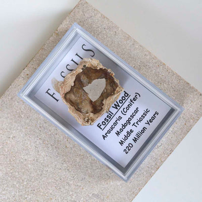 M4_Fossil Wood Slice (Araucaria Conifer)_7