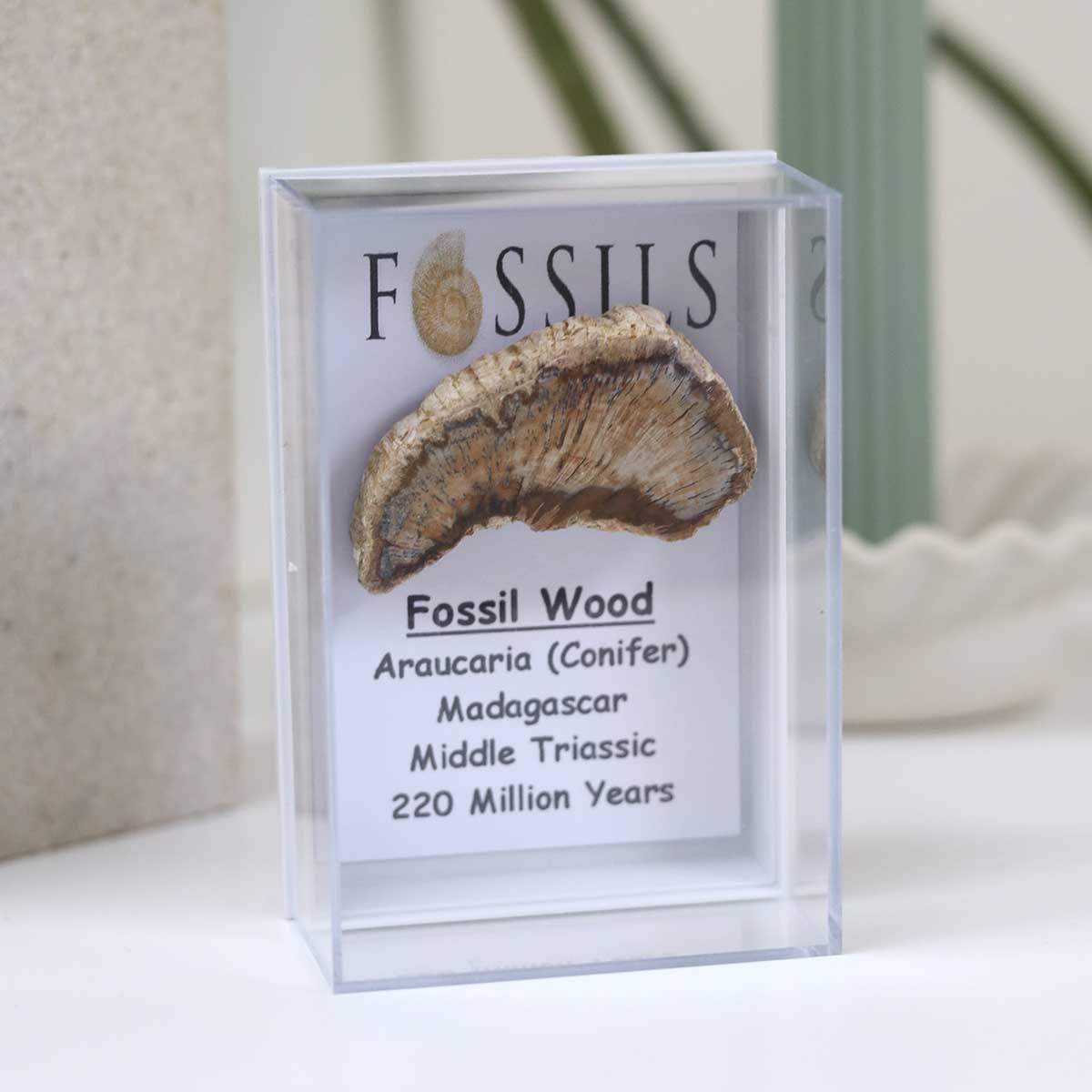 Fossil Wood Slice (Araucaria Conifer)