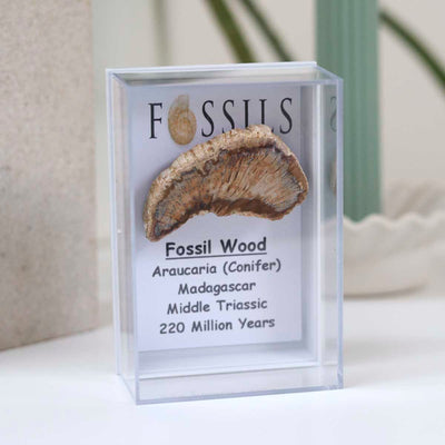 M4_Fossil Wood Slice (Araucaria Conifer)_9