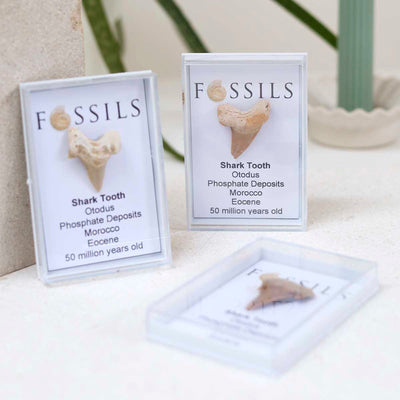 M1_Shark Tooth Fossil (Otodus)_11