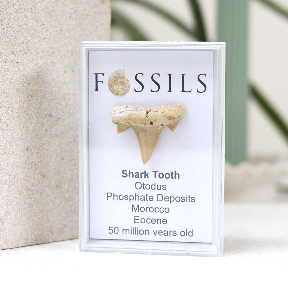 Shark Tooth Fossil (Otodus)