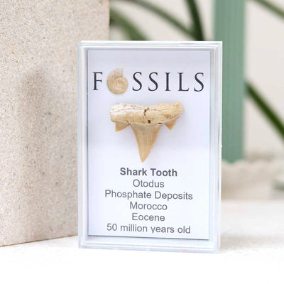 M1_Shark Tooth Fossil (Otodus)_4
