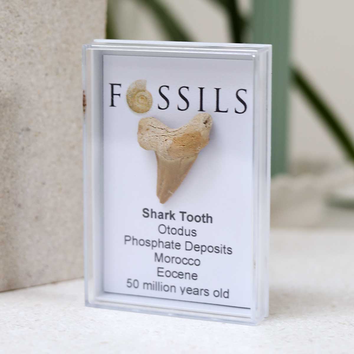 Shark Tooth Fossil (Otodus)
