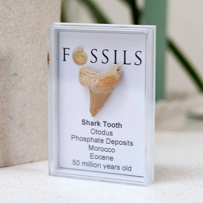 M1_Shark Tooth Fossil (Otodus)_9