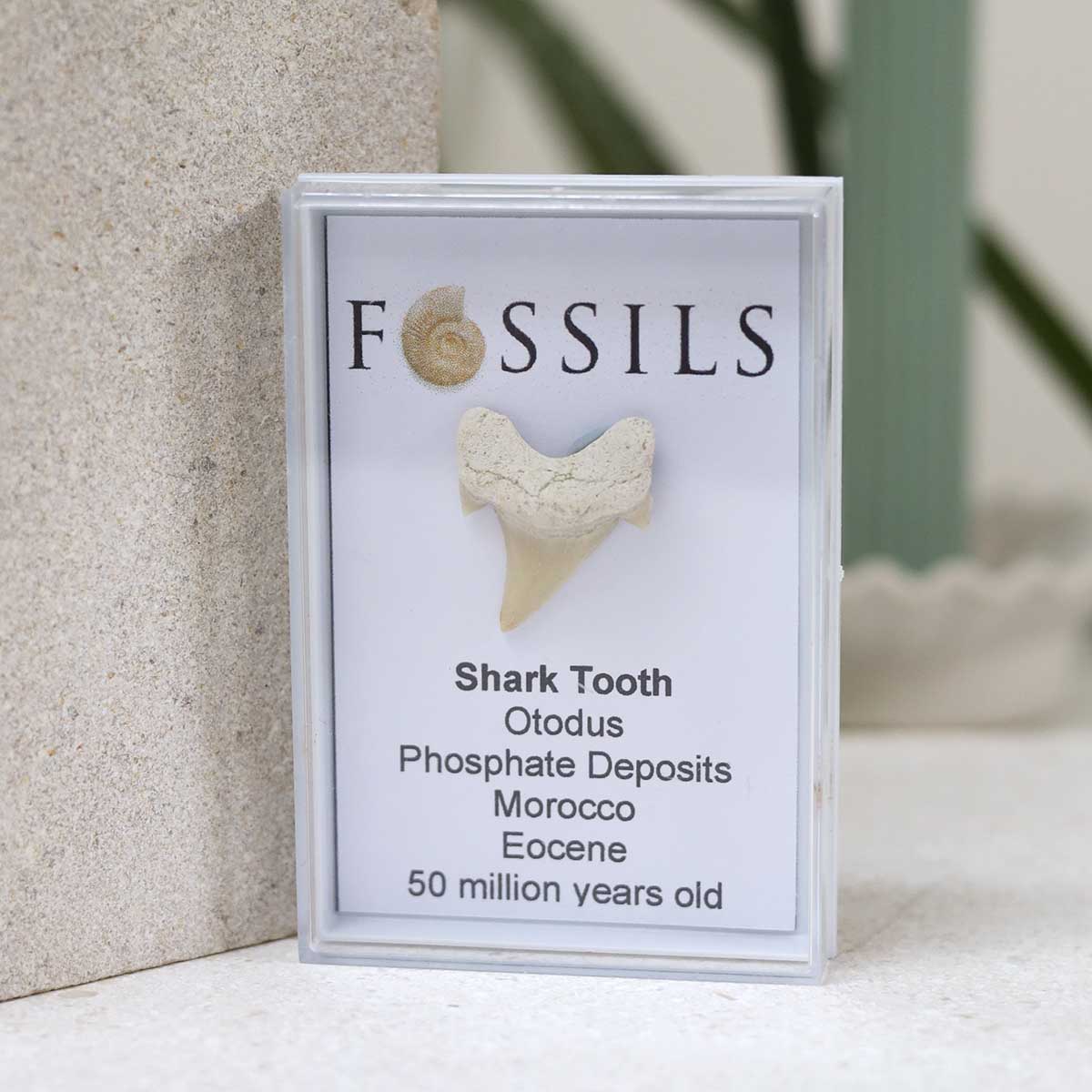 Shark Tooth Fossil (Otodus)