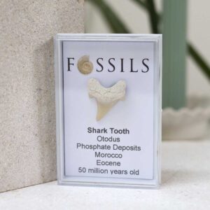 Shark Tooth Fossil (Otodus) in a clear box with cream background with plant..