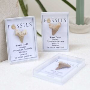 Shark Tooth Fossil (Otodus) in a clear box with cream background with plant..