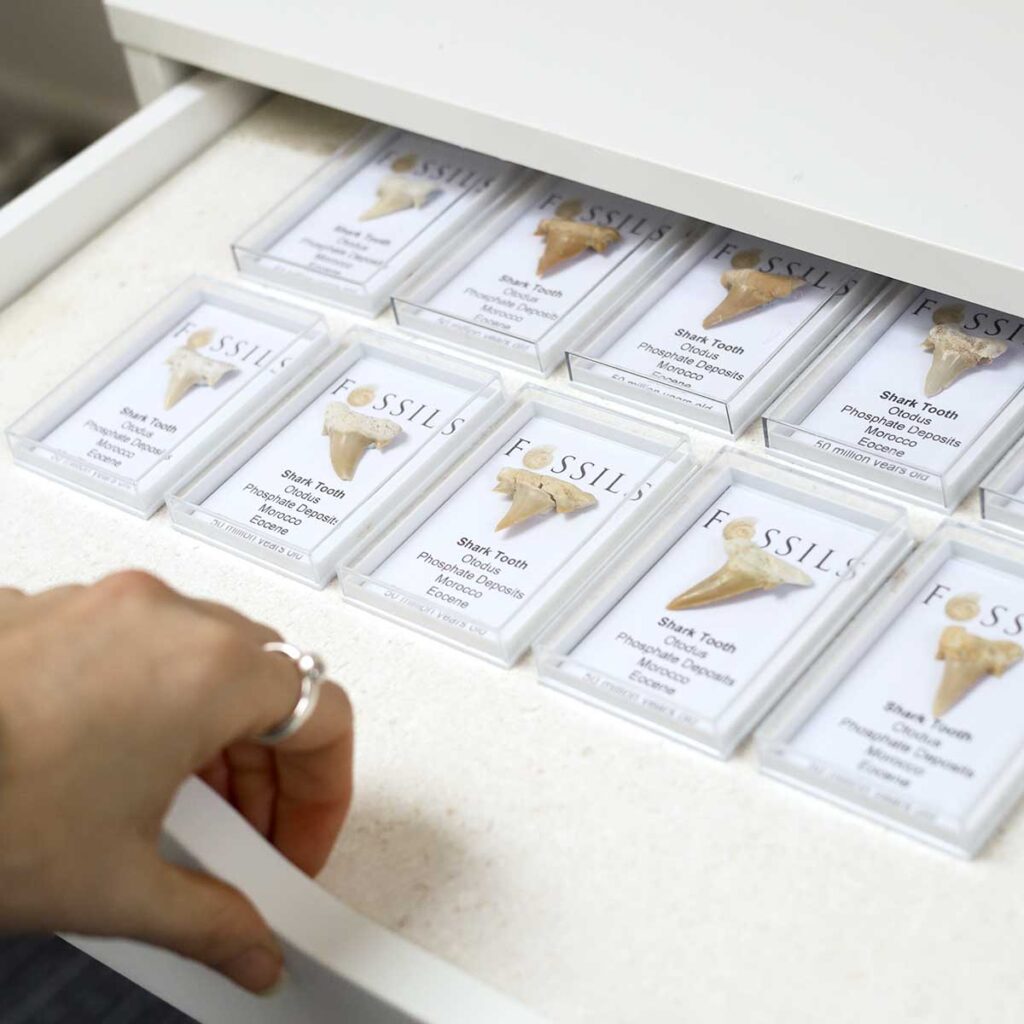 group photo of Shark Tooth Fossils(Otodus) in a clear box