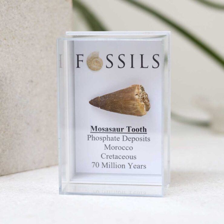 Mosasaur Tooth Fossil