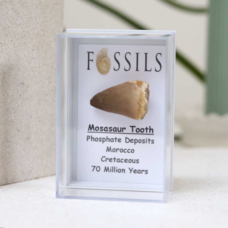 Mosasaur Tooth Fossil