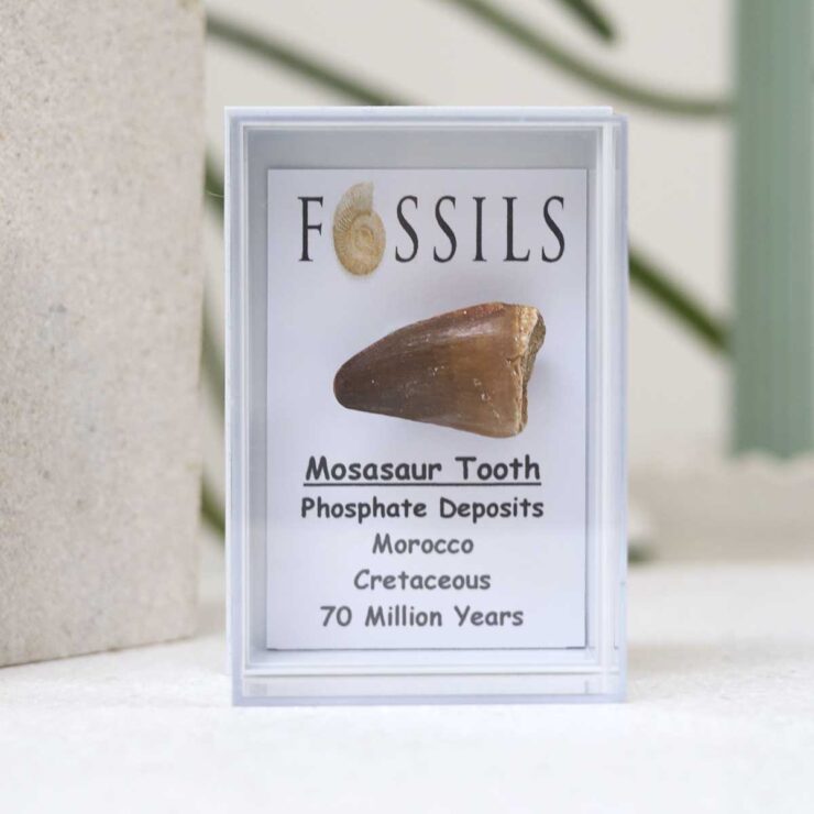 Mosasaur Tooth Fossil