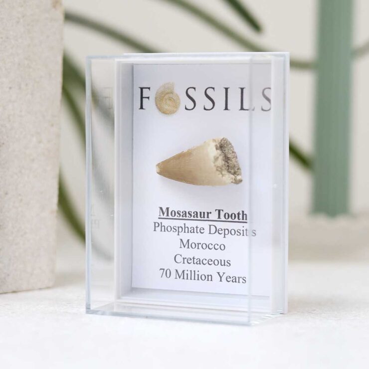 Mosasaur Tooth Fossil