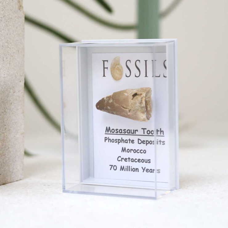 Mosasaur Tooth Fossil