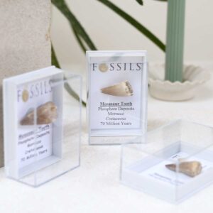 Mosasaur Tooth Fossils in boxes