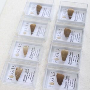 Mosasaur Tooth Fossils
