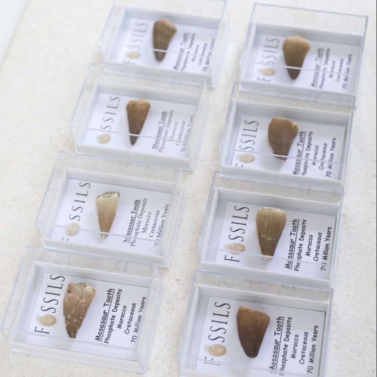 Mosasaur Tooth Fossils