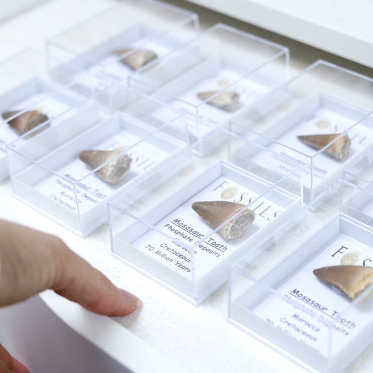 Mosasaur Tooth Fossil in drawer