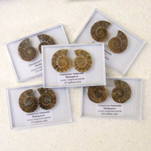 Cleoniceras Ammonite Fossil Pair