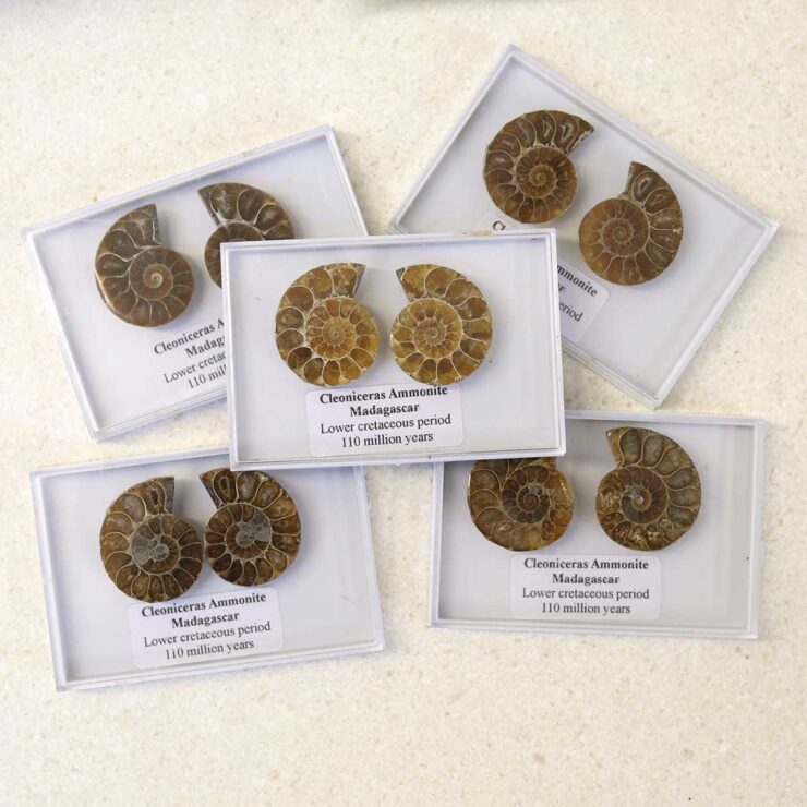 Cleoniceras Ammonite Fossil Pair