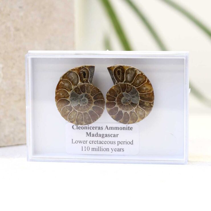 Cleoniceras Ammonite Fossil Pair - Image 3