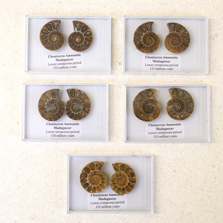 Cleoniceras Ammonite Fossil Pair