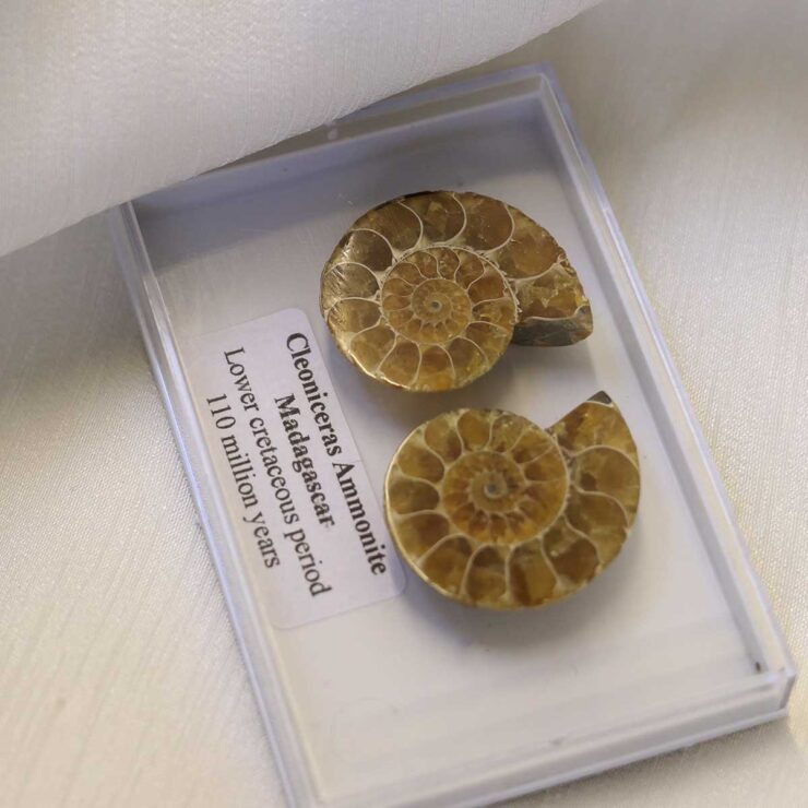 Cleoniceras Ammonite Fossil Pair