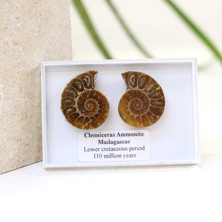 Cleoniceras Ammonite Fossil Pair