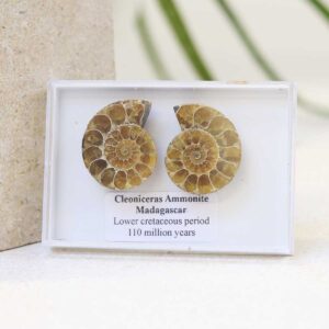 Cleoniceras Ammonite Fossil Pair