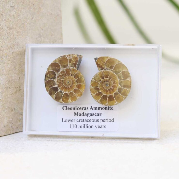 M3_Cleoniceras Ammonite Fossil Pair_7 Cleoniceras Ammonite Fossil Pair