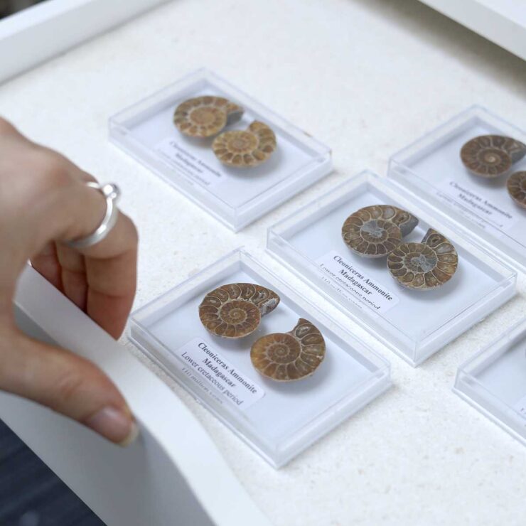 Cleoniceras Ammonite Fossil Pair in drawer