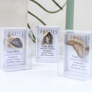 Fossil Wood Slices