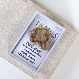 Fossil Wood Slice