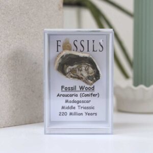 Fossil Wood Slice